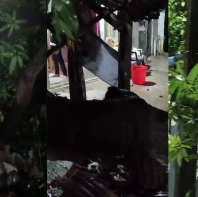 ശക്തമായ കാറ്റ്; പാലക്കാട് വീടുകൾക്ക് മുകളിലൂടെ മരം കടപുഴകി വീണു, ആളപായമില്ല