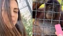 Vape stunt gone wrong: Russian MMA fighter under fire for handing e-cigarette to orangutan (WATCH)