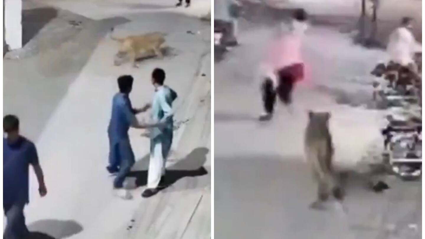 Runaway pet lion chases, attacks woman, children on Karachi street