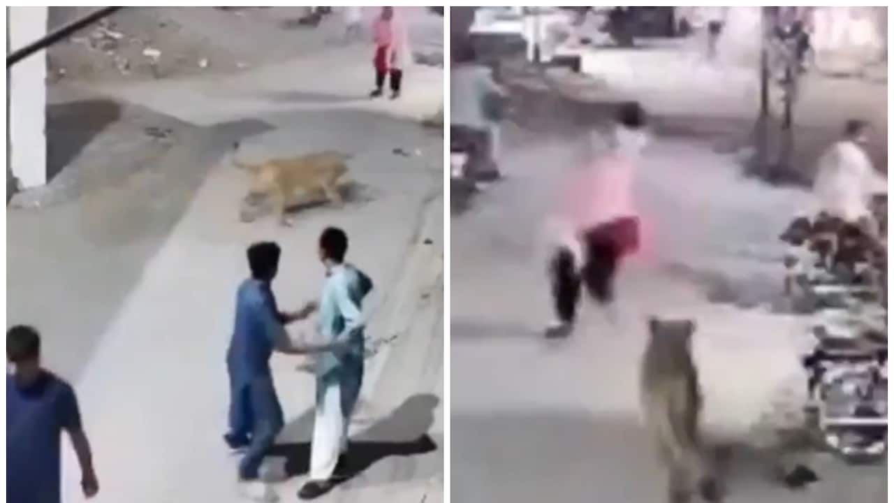 Pakistan: Runaway pet lion chases, attacks woman, children on Karachi street; CCTV captures chaos (WATCH)