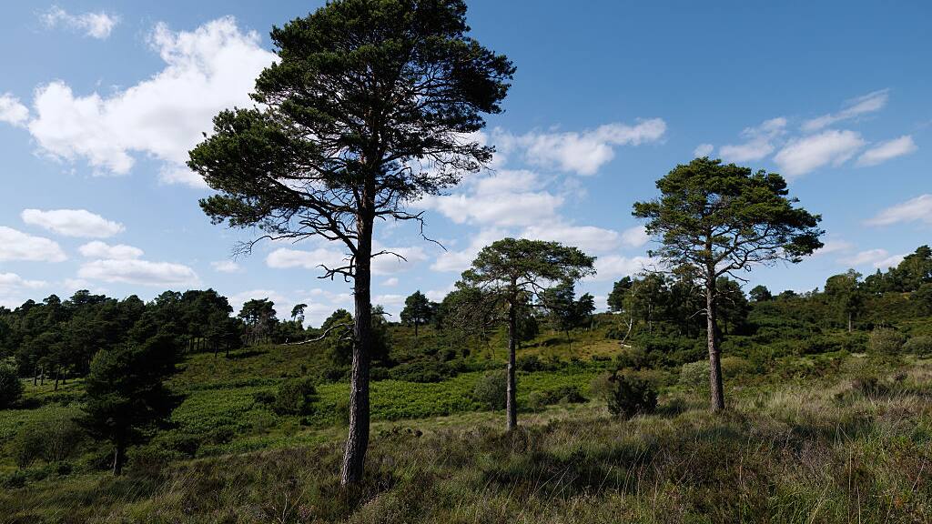 Climate change is racing ahead, forests may collapse without human help, scientists warn