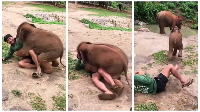 Elephant cub play with caregiver