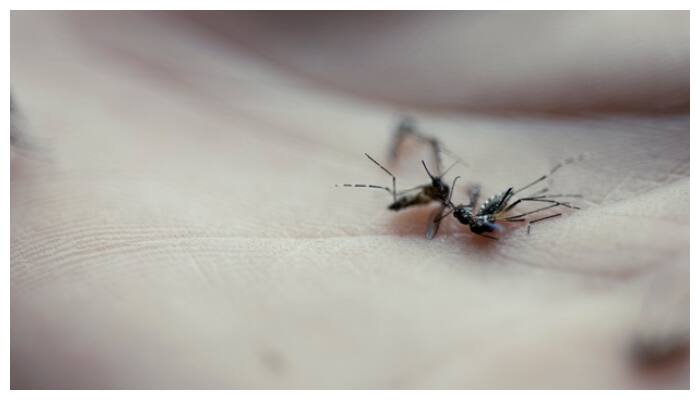 Mosquito