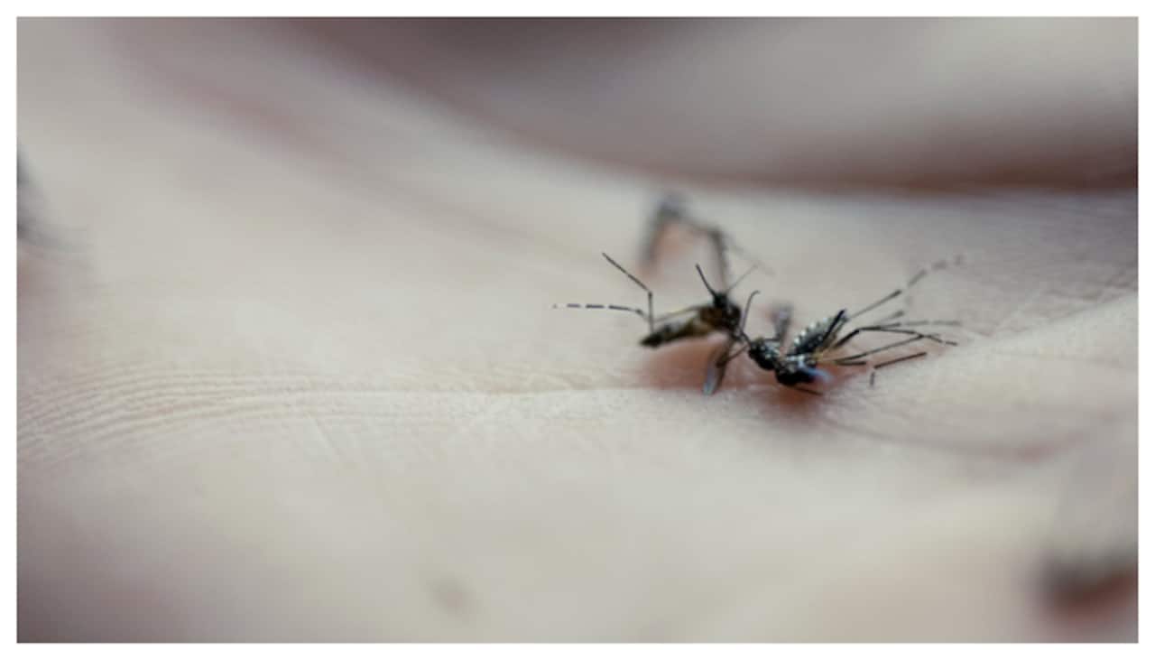 Mosquito