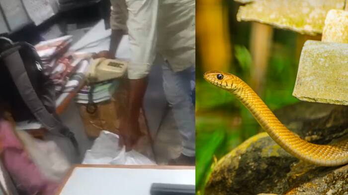 snake capture