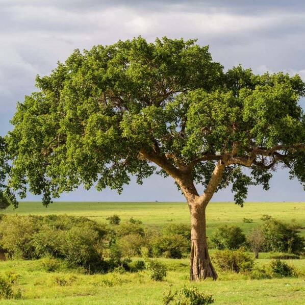 From air to stone: Fig trees fighting climate change by turning carbon dioxide into stone