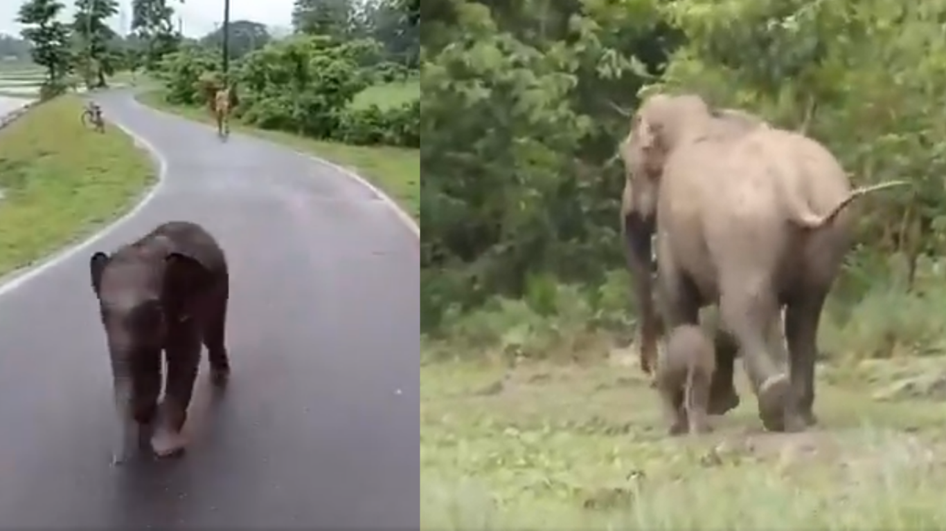ವೃದ್ಧನ ನೆಲಕ್ಕೆ ಬೀಳಿಸಿ ತುಳಿದಾಡಿದ ಬೀಡಾಡಿ ದನಗಳು