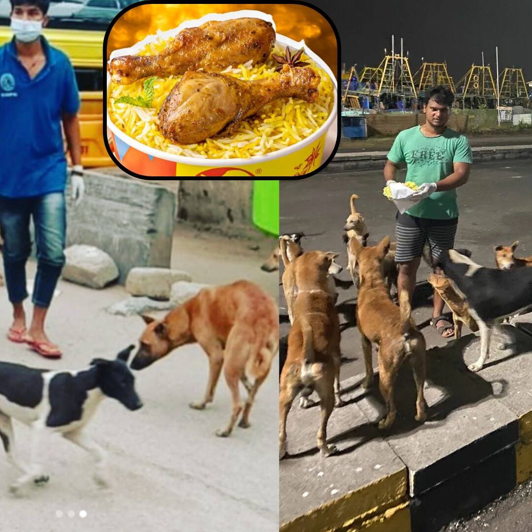 BBMP to spend ₹2.8 crore to feed nutritious biryani-style meals to Bengaluru’s street dogs