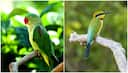 5 green-coloured birds commonly found in India