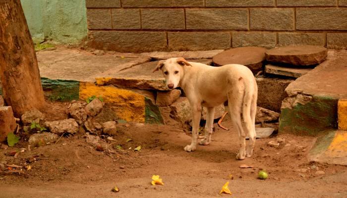 stray dog 