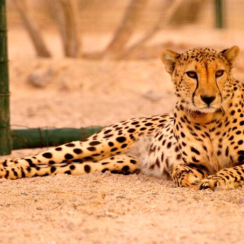 Namibian cheetah Nabha dies at MP's Kuno National Park after injury in hunting attempt