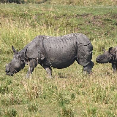 Auditor Uncovers CAG Report That Saved Kaziranga’s Rhinos: New Book Reveals Conservation Triumph