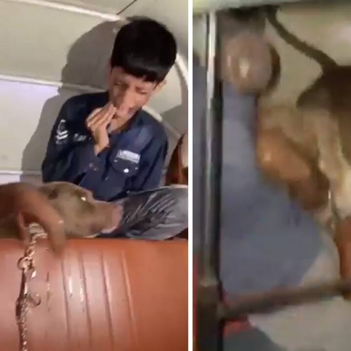 Caught on Camera: Mumbai Man Sets Pit Bull on Boy in Auto, Laughs During Attack | WATCH