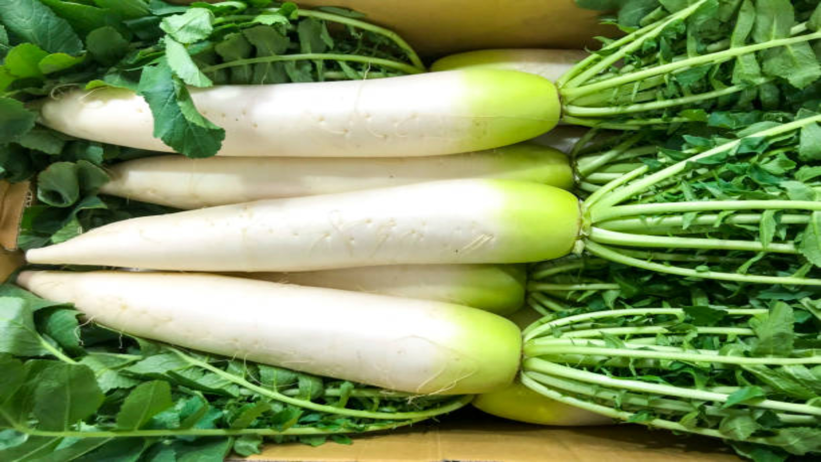 ಮೂಲಂಗಿಯಲ್ಲಿರುವ ಪೋಷಕಾಂಶಗಳು: ಮೂಲಂಗಿಯಲ್ಲಿರುವ ಪೋಷಕಾಂಶಗಳು: