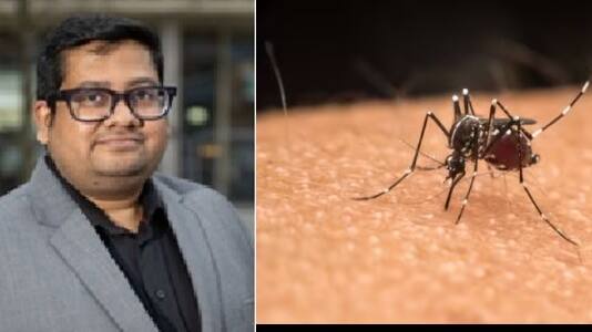 mosquito 