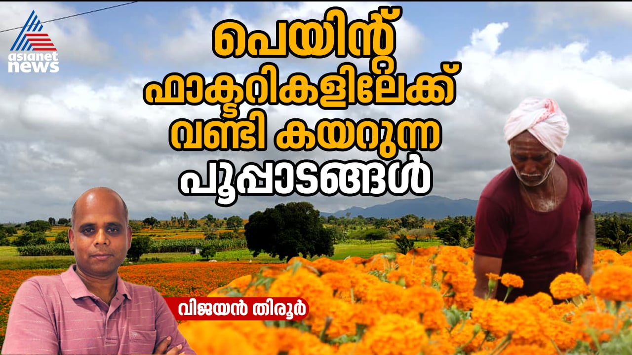 പിന്‍മടങ്ങാന്‍ സമ്മതിക്കാതെ ചാമ്‌രാജ് നഗറിന്‍റെ ചെണ്ടുമല്ലിത്തോട്ടങ്ങള്‍