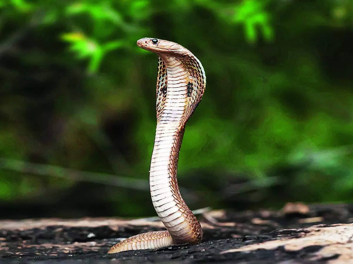 snake 