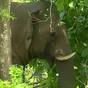 treatment procedures completed pt 5 elephant