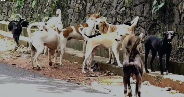 stray dog