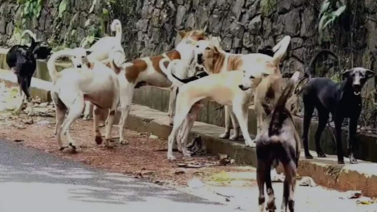 stray dog