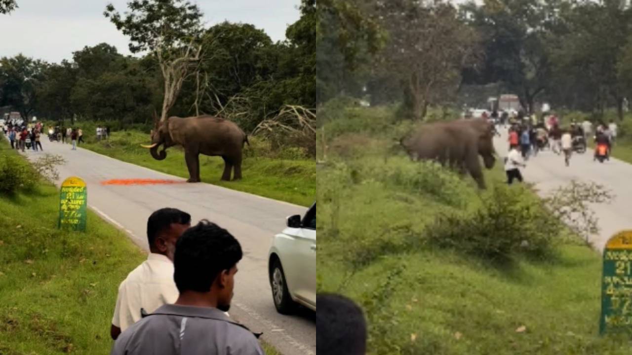Dog's Revenge: ನಾಯಿಗೆ ಥಳಿಸಿದ ಯುವಕ.. ಸೇಡು ತೀರಿಸಿಕೊಂಡ ಶ್ವಾನ..!
