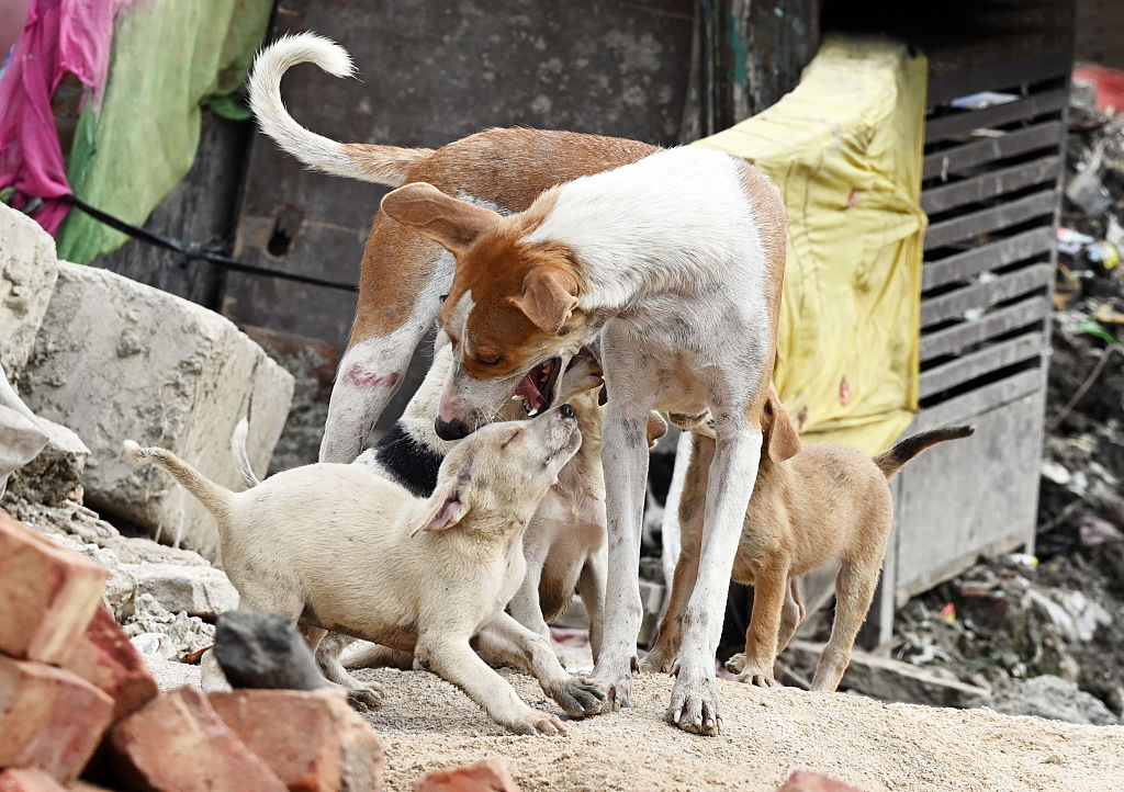 Stray dogs