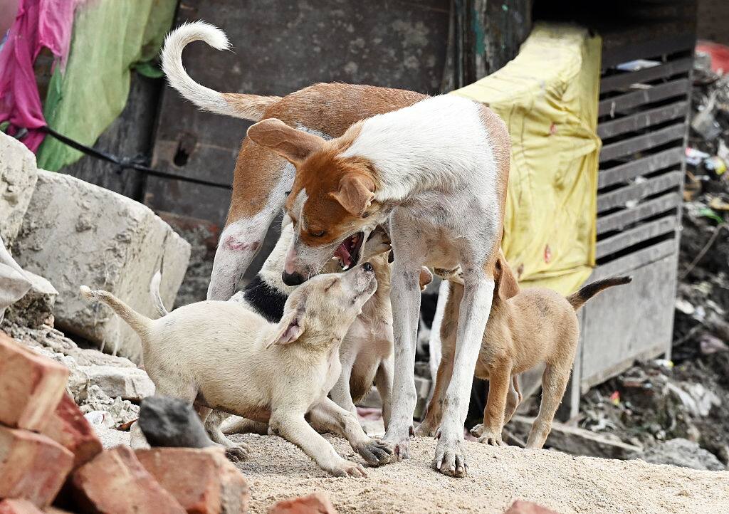 Stray dogs