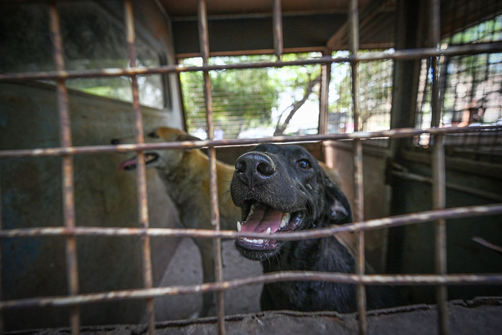 Stray dogs