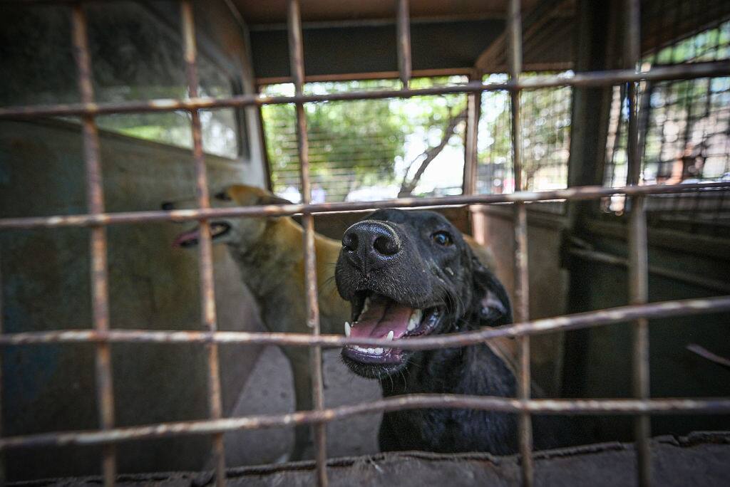Stray dogs