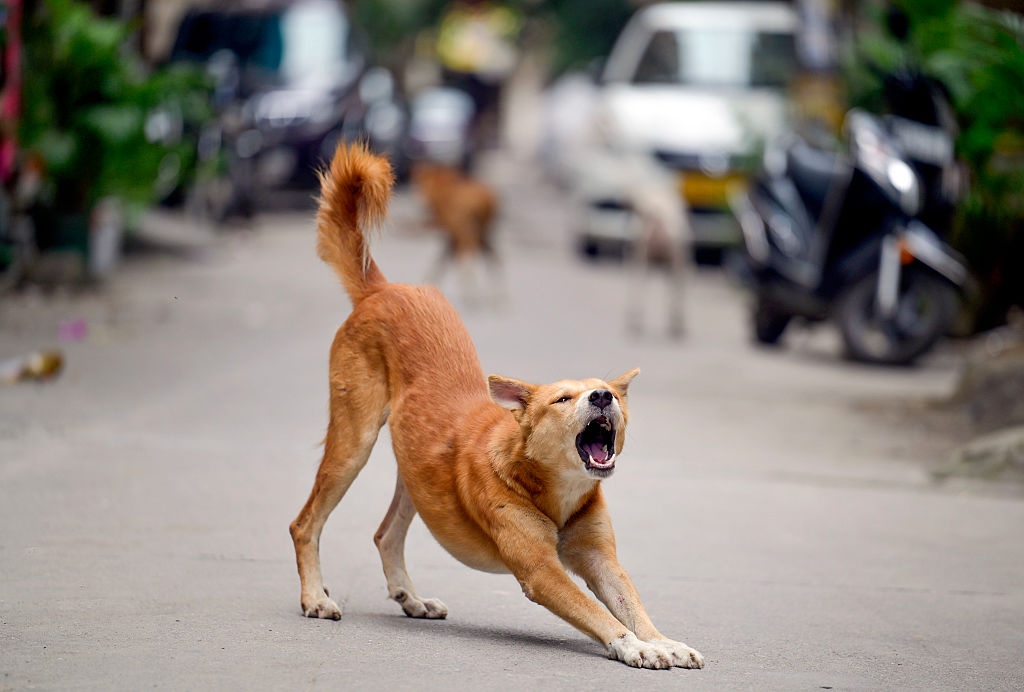 A Stray Dog in Delhi-NCR