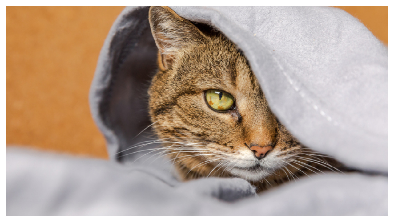 ಸಾವಿಗೆ ಕಾರಣವಾಯ್ತಾ ಆ ಬೆಕ್ಕು? ಕುದಿಯುತ್ತಿದ್ದ ಹಾಲಿನ ಪಾತ್ರೆಗೆ ಬಿದ್ದ ಪುಟ್ಟ ಕಂದಮ್ಮ!