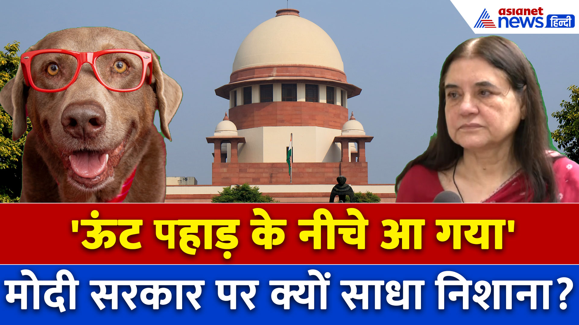 Stray Dogs: नाराज मेनका गांधी ने SC के फैसले पर अब क्या कहा? केंद्र सरकार पर कमेंट क्यों किया?