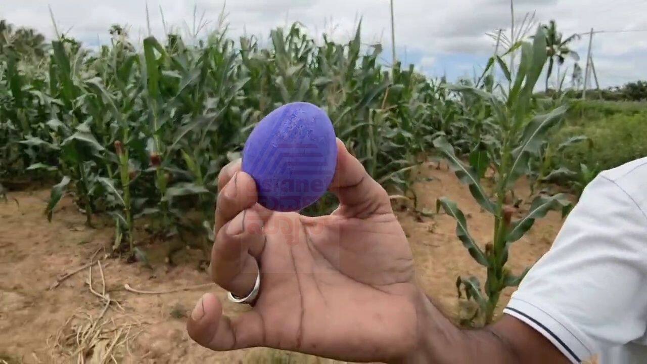 Blue Egg