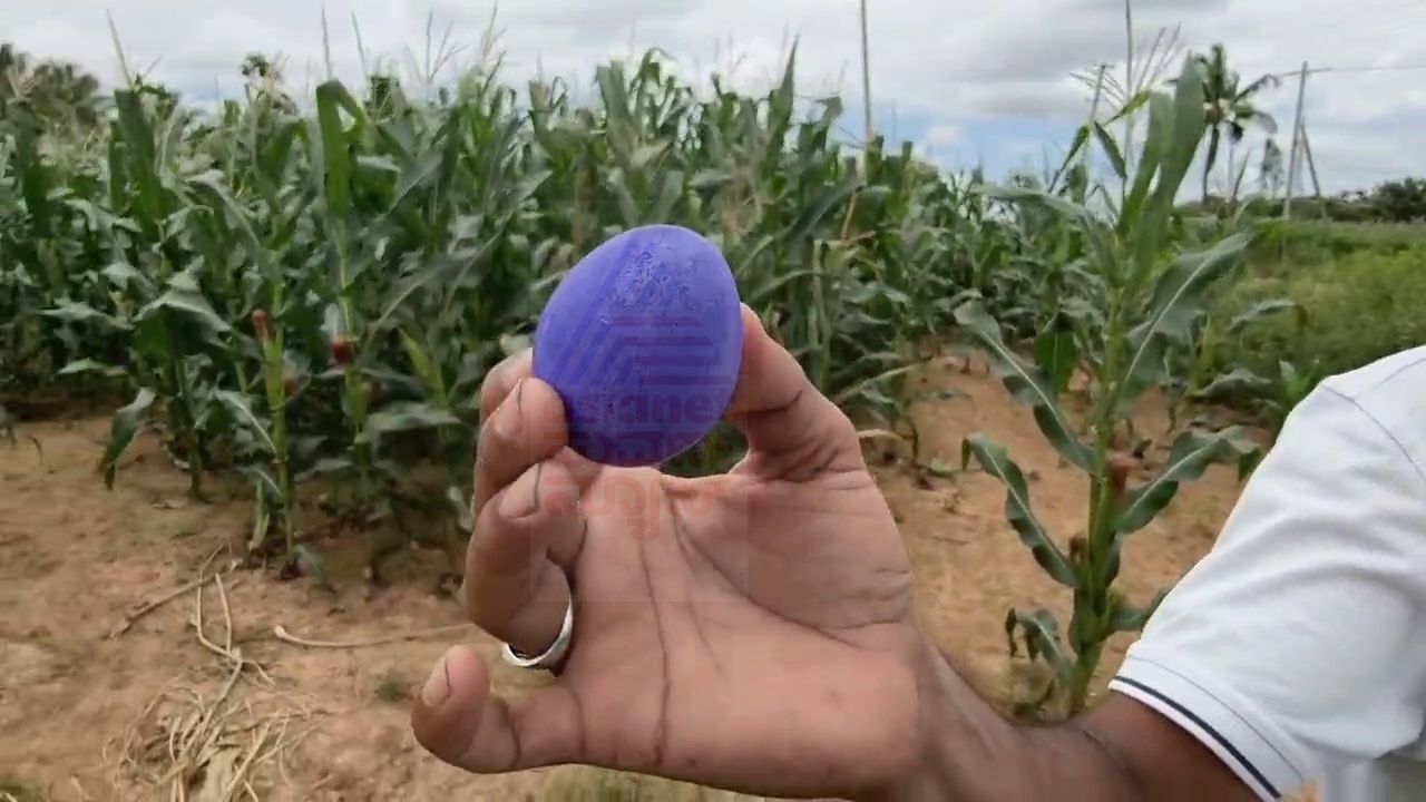 Blue Egg Blue Egg