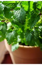 Grow these plants at home for good mental health