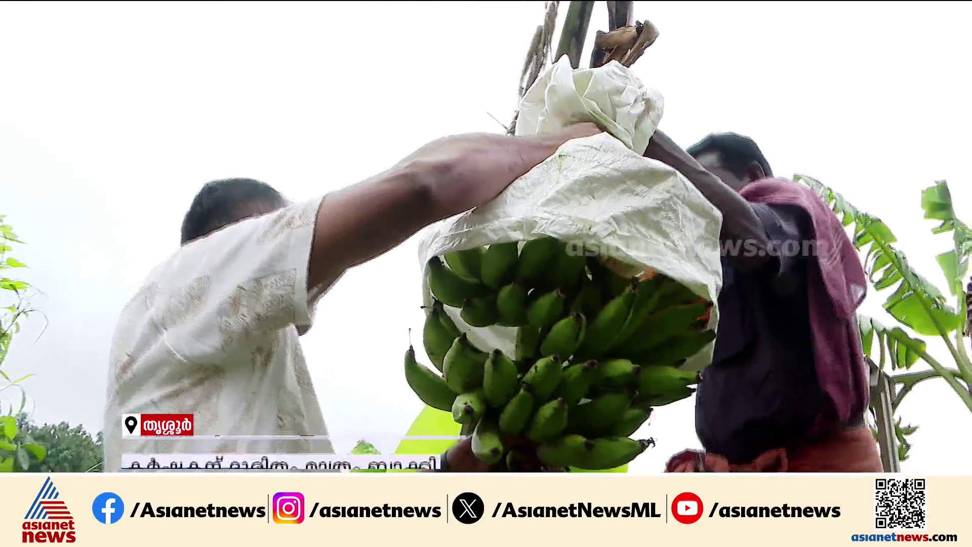 banana becomes the star of the Onam market but the farmer is left with nothing 