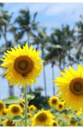 Sunflower field in Thumba