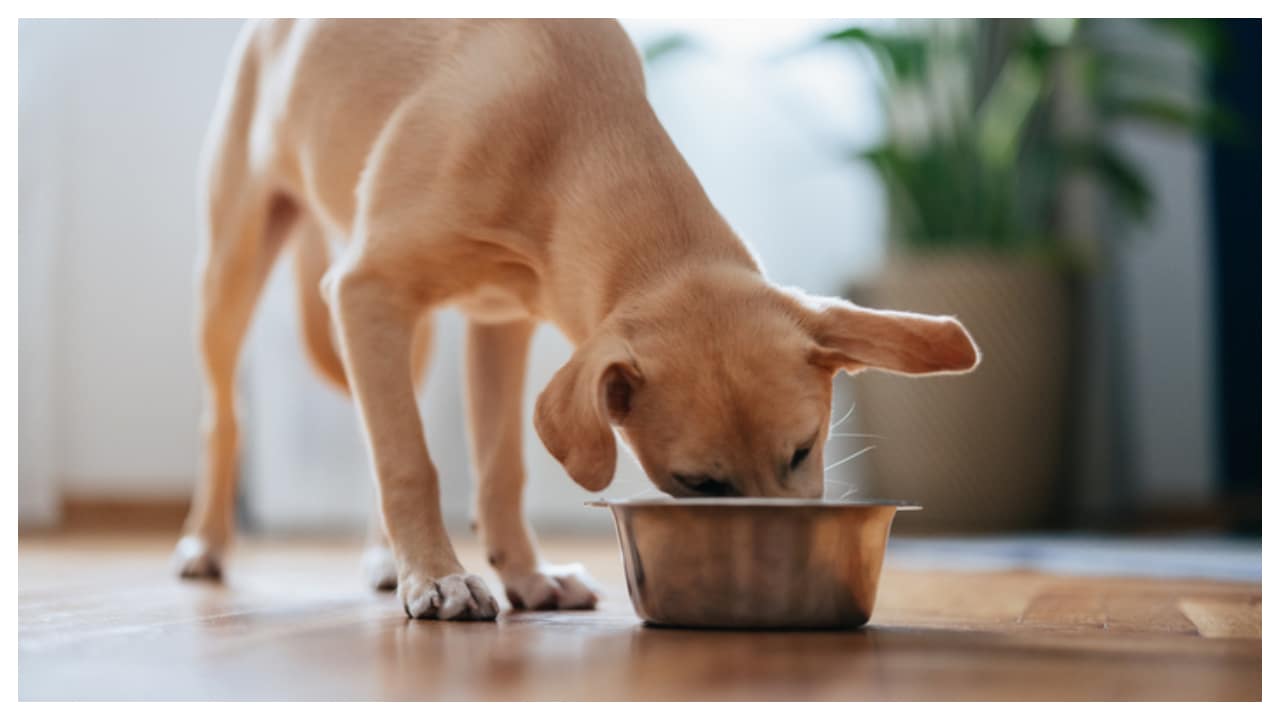 These are 5 drinks you can give your pet instead of water