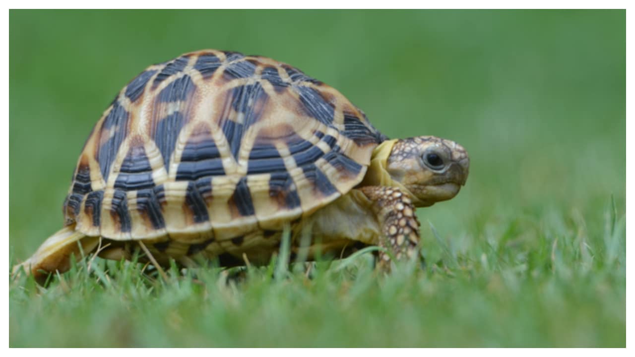 From turtles to whales This is how they live for 50 years