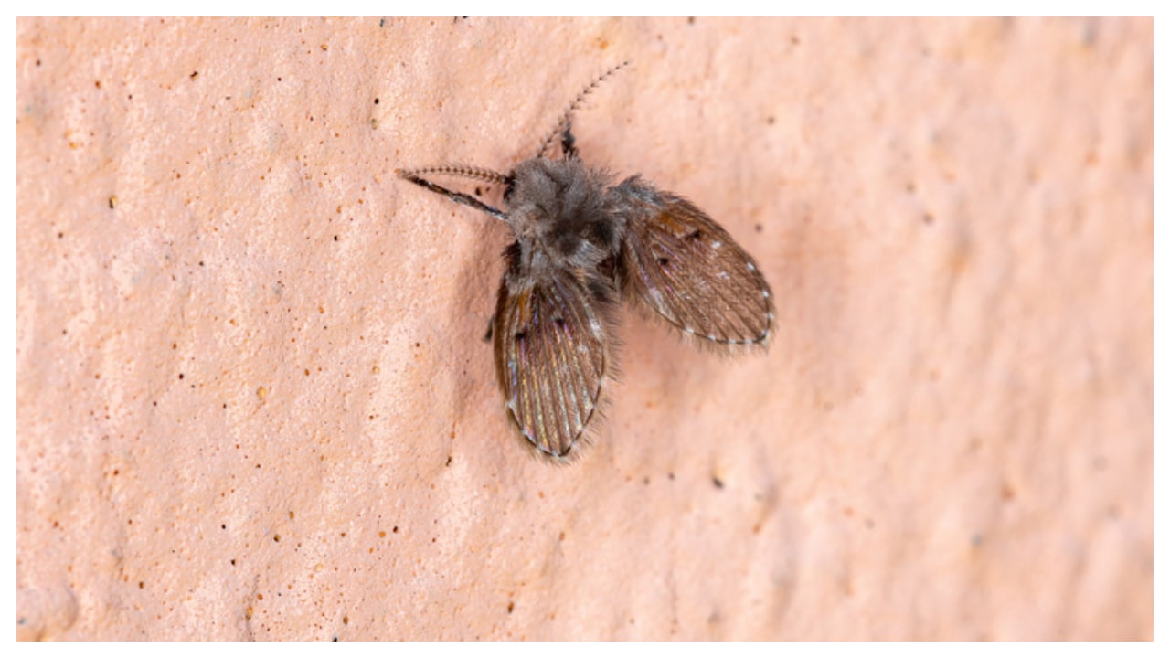 These are 5 things to do to get rid of insects in the bathroom