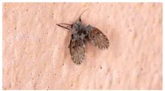These are 5 things to do to get rid of insects in the bathroom