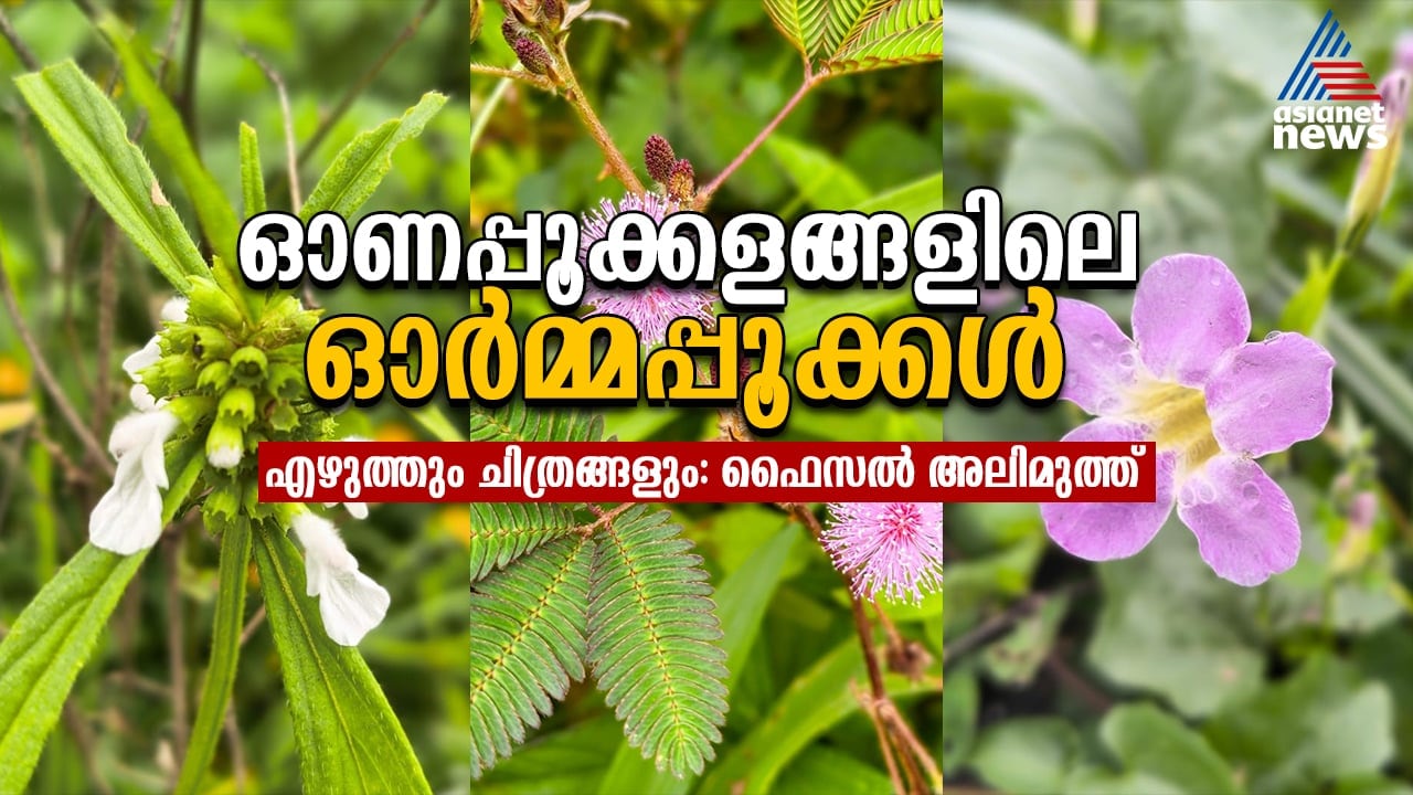 Onam flowers that canot be seen from the Onam floral arrangements