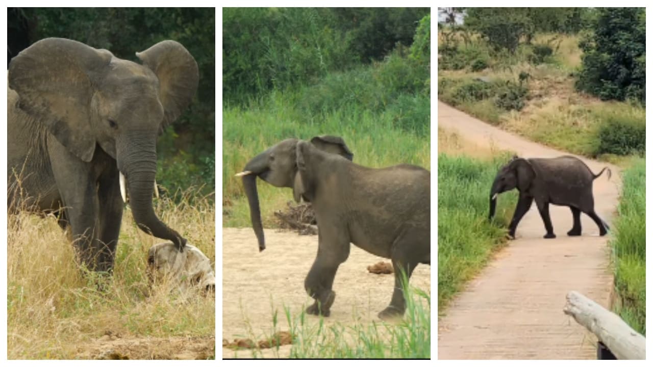 Viral video Elephants reaction after knowing skull of another