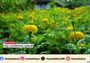 Friends prepare flowers to welcome Onam