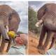 Viral Video tourist was criticized for giving beer to the elephant