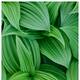 Grow these 7 plants indoors to add greenery