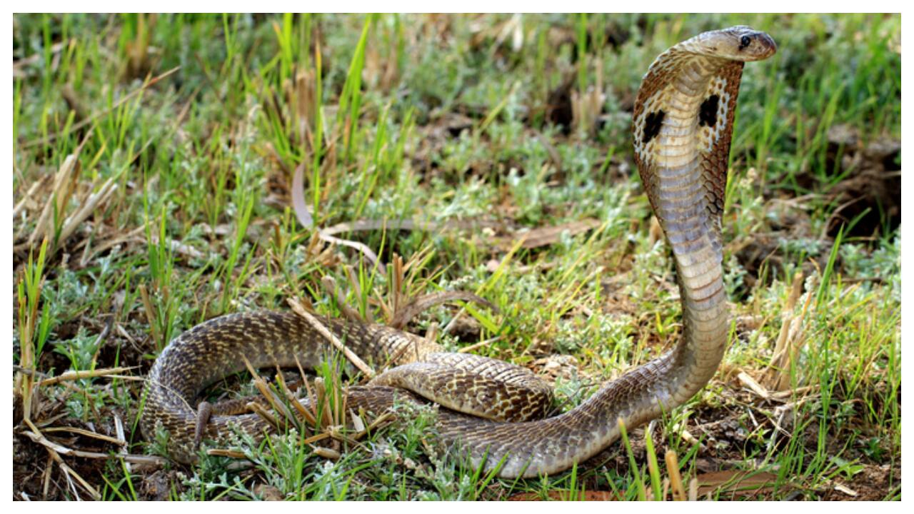 Snake