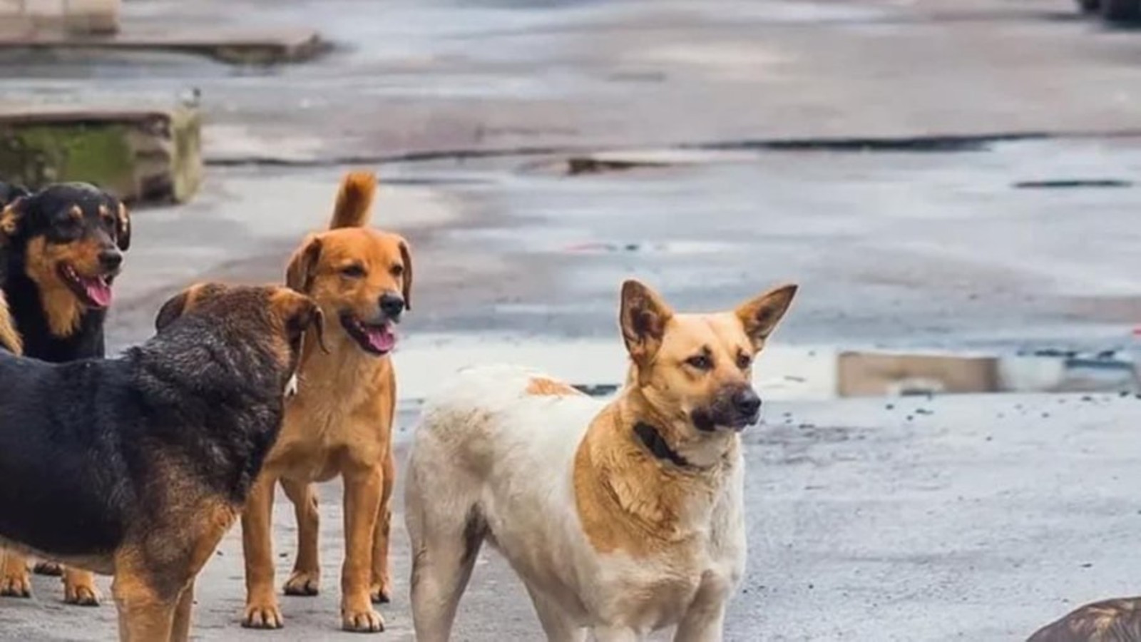 Dangerous Stray Dogs Meghalaya