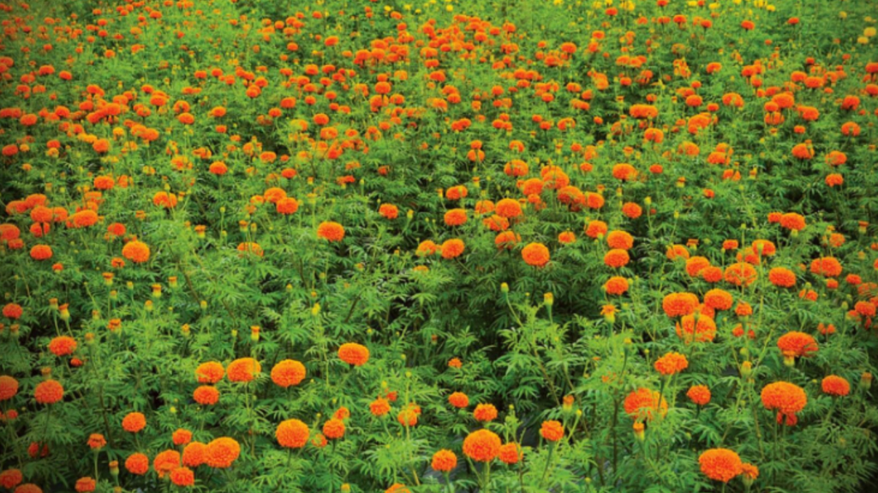 'ഓണക്കാലത്ത് വിറ്റത് 5673 കിലോ പൂക്കൾ, വിറ്റുവരവ് 13 ലക്ഷം', കുടുംബശ്രീ വർണ വസന്തം സൂപ്പർ ഹിറ്റ്