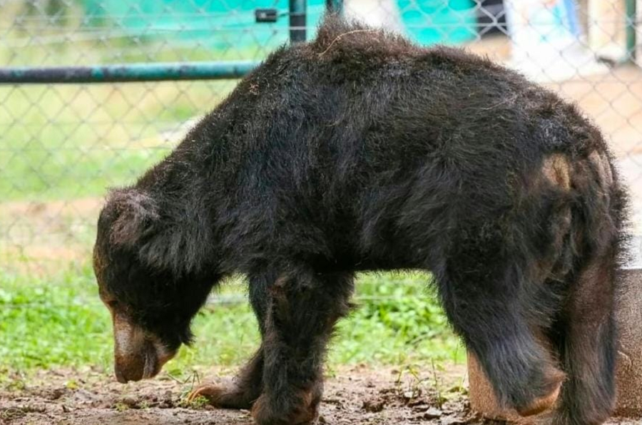 bear